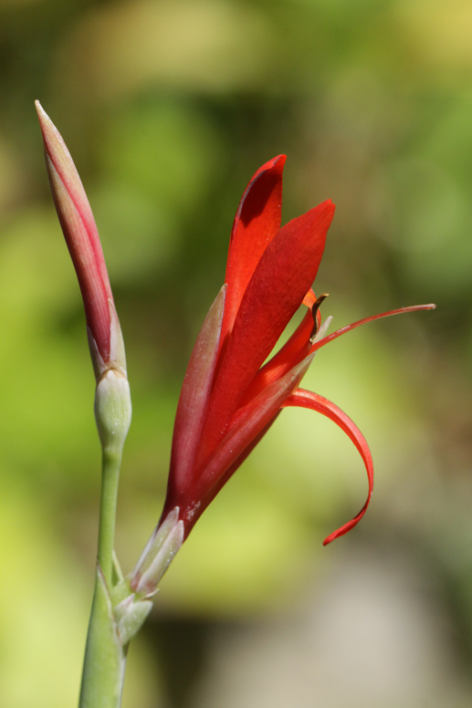 red flower